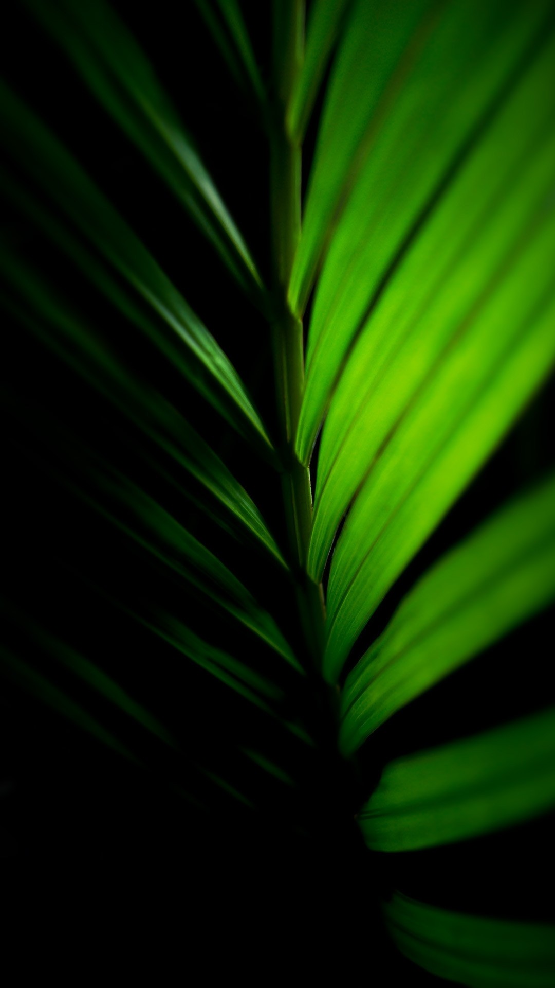 Green Phone Wallpapers