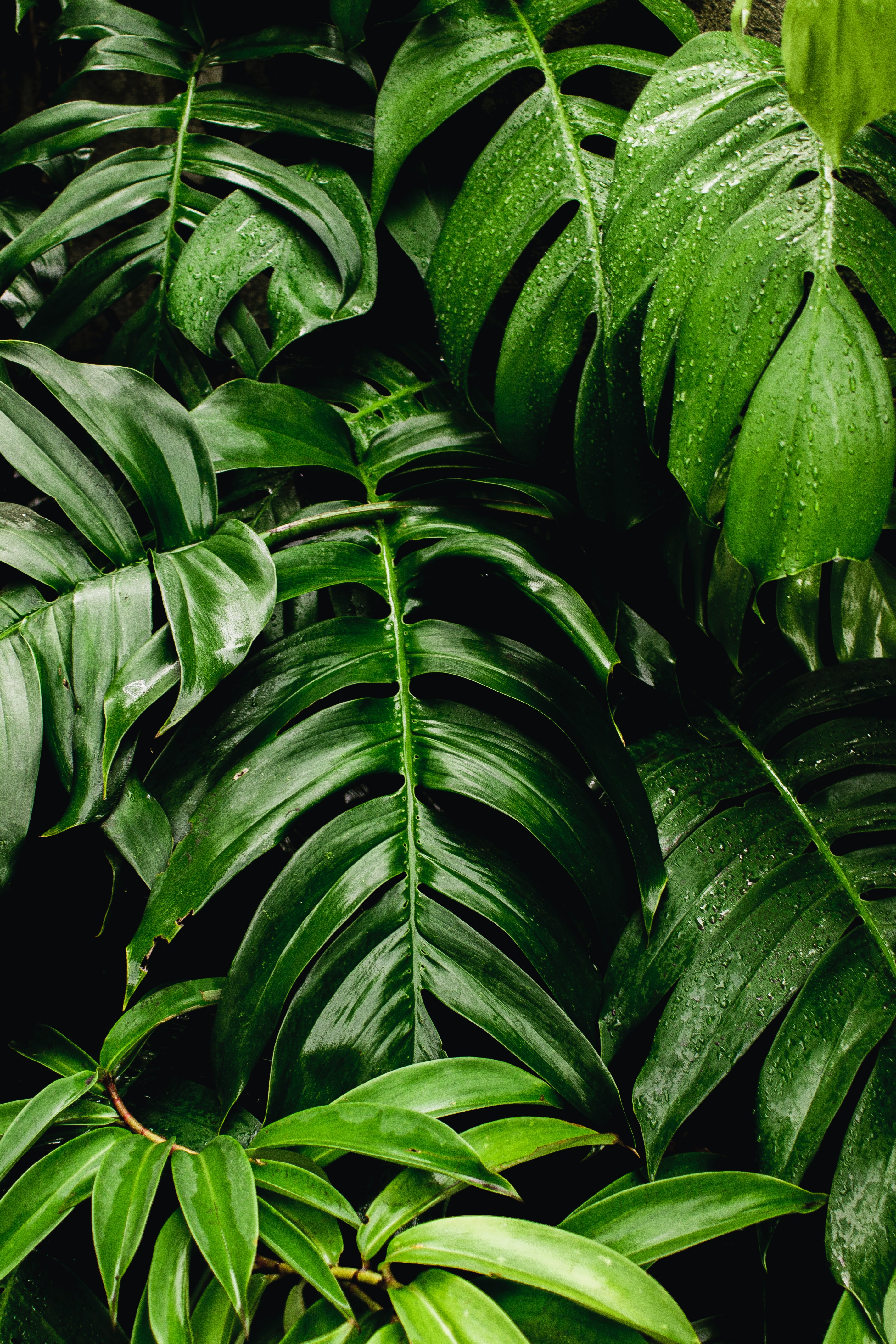 Green Plant Wallpapers