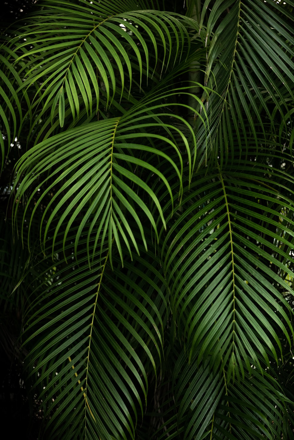 Green Plant Wallpapers