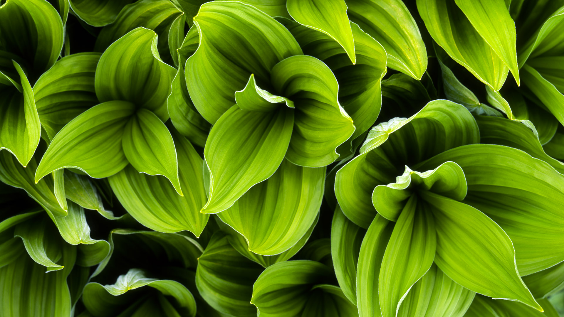 Green Plant Wallpapers