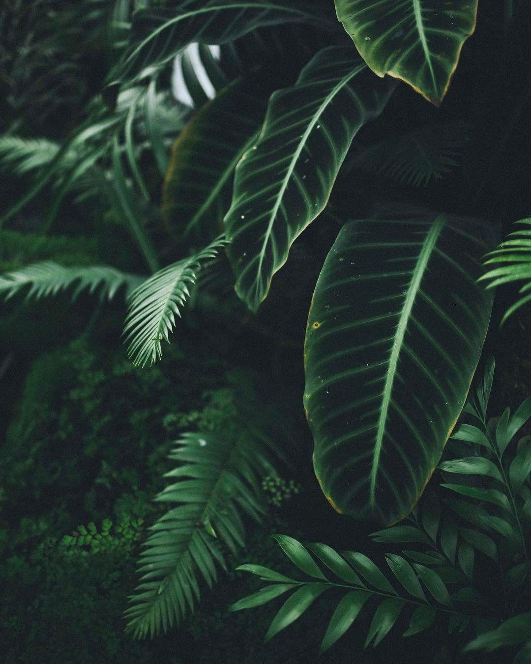 Green Plant Wallpapers