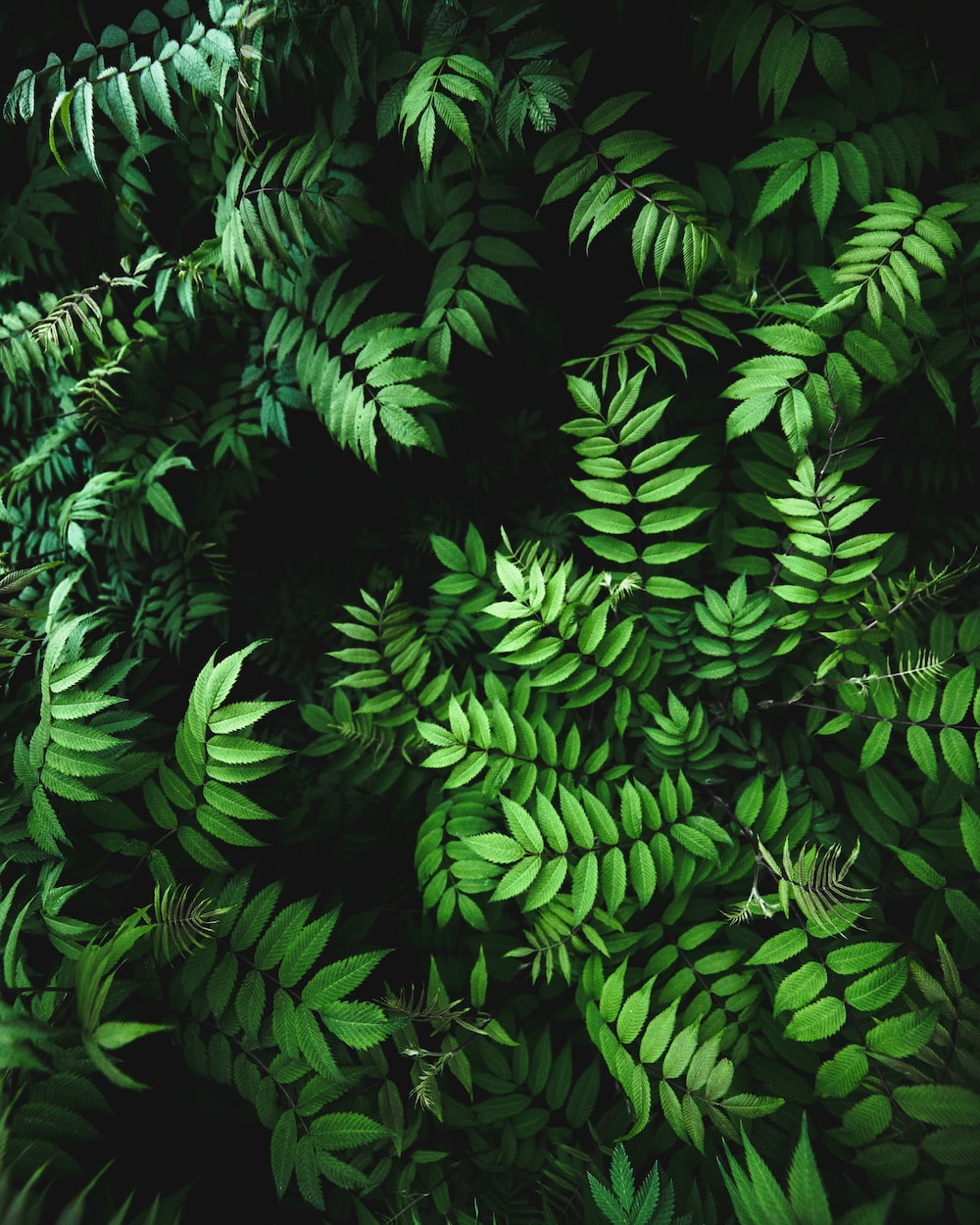 Green Plant Wallpapers