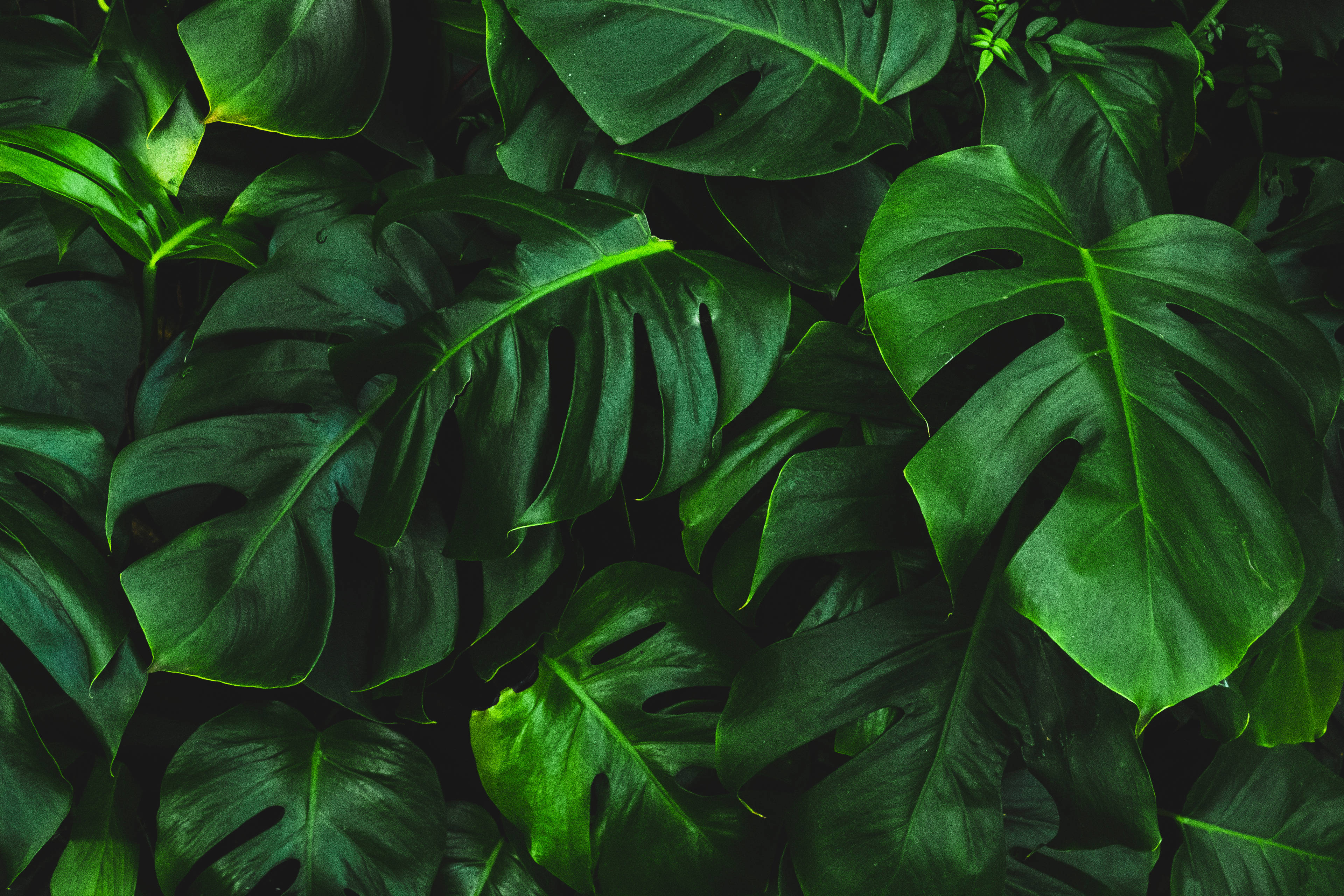 Green Plant Wallpapers