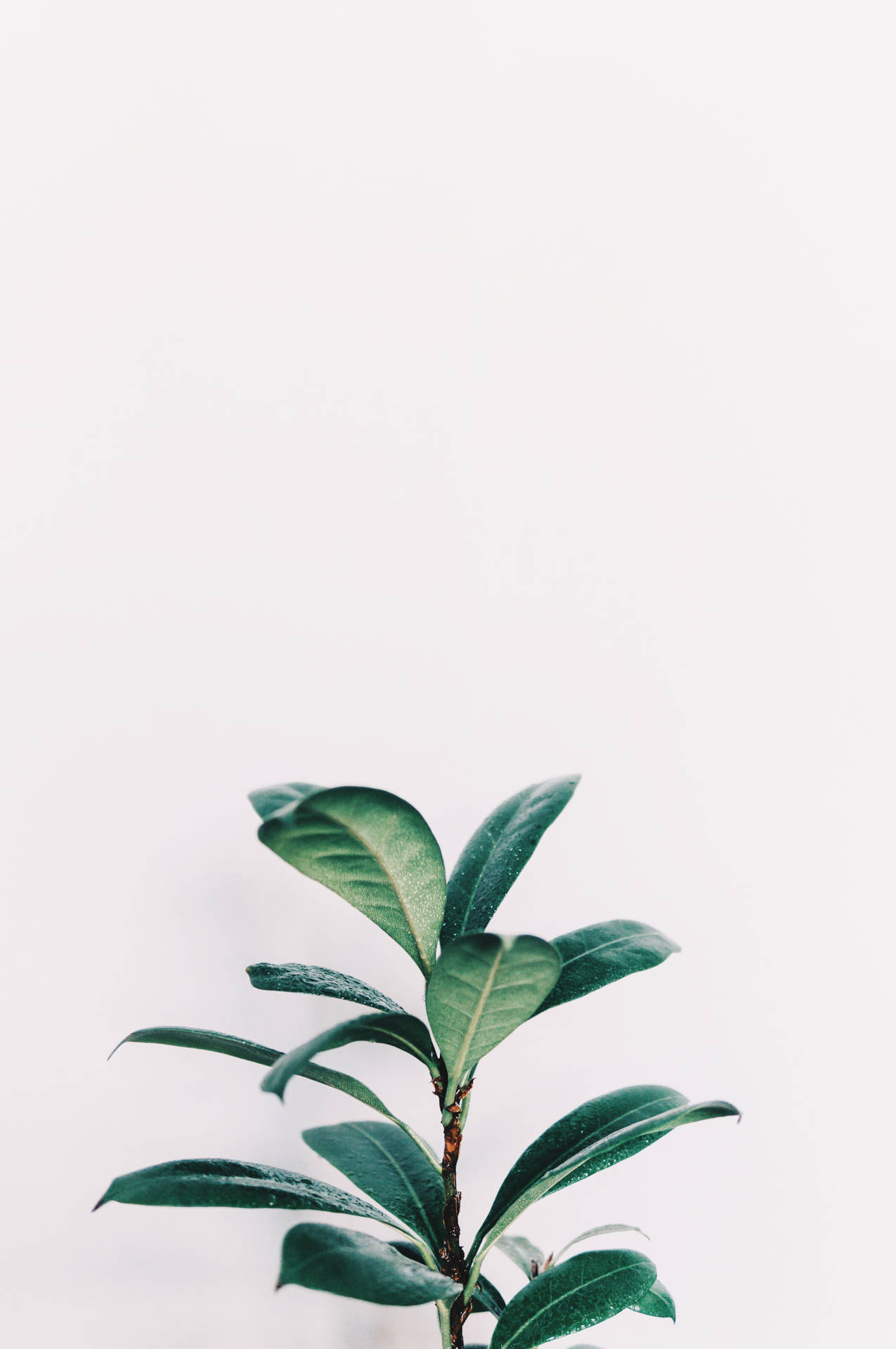 Green Plant Wallpapers