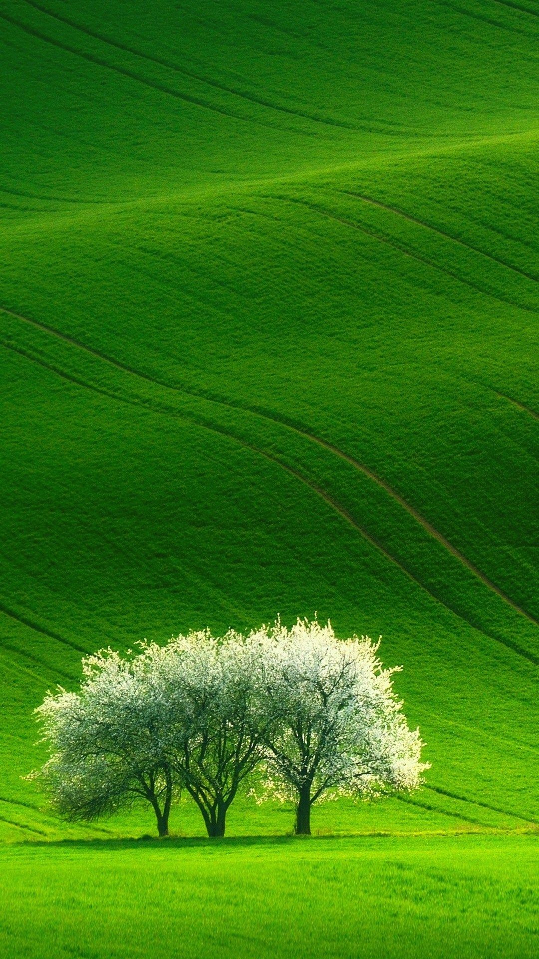 Green Scenery Wallpapers