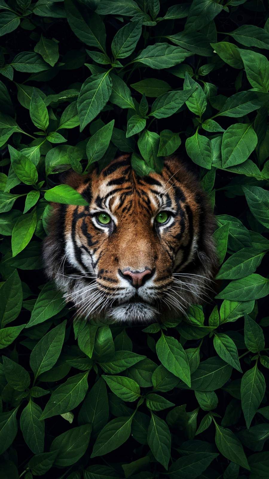 Green Tiger Wallpapers