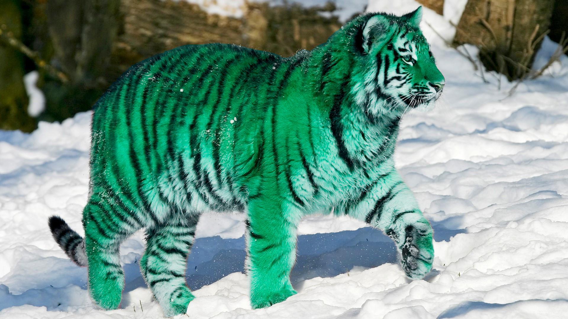 Green Tiger Wallpapers