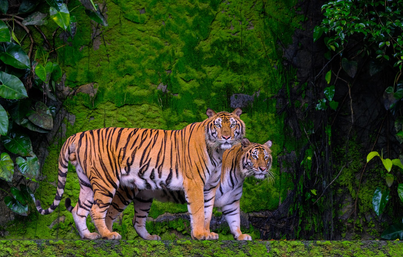 Green Tiger Wallpapers