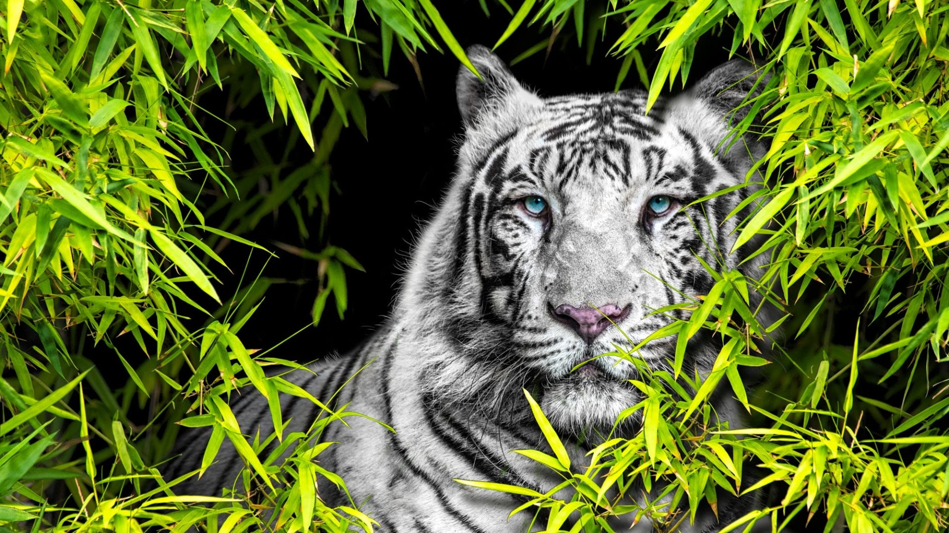 Green Tiger Wallpapers