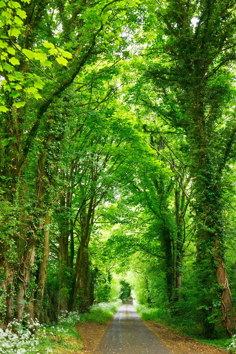 Greenery Nature Hd Wallpapers