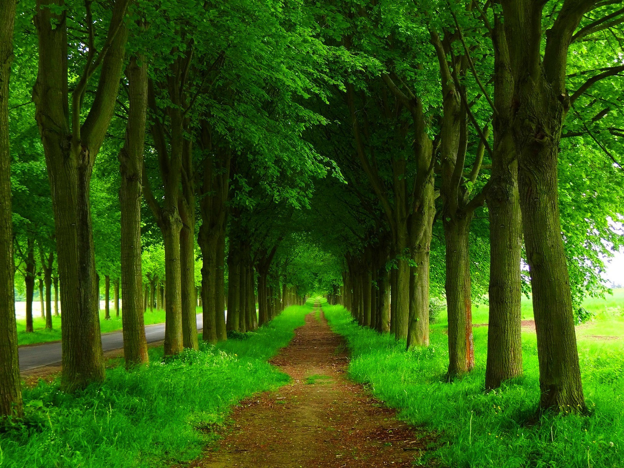 Greenery Nature Hd Wallpapers