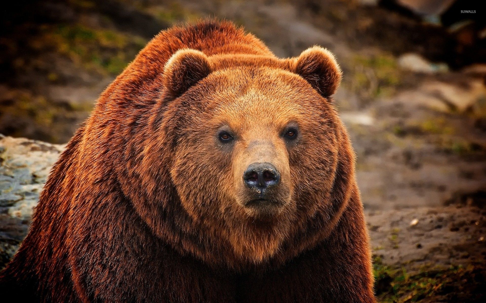 Grizzly Bear Wallpapers