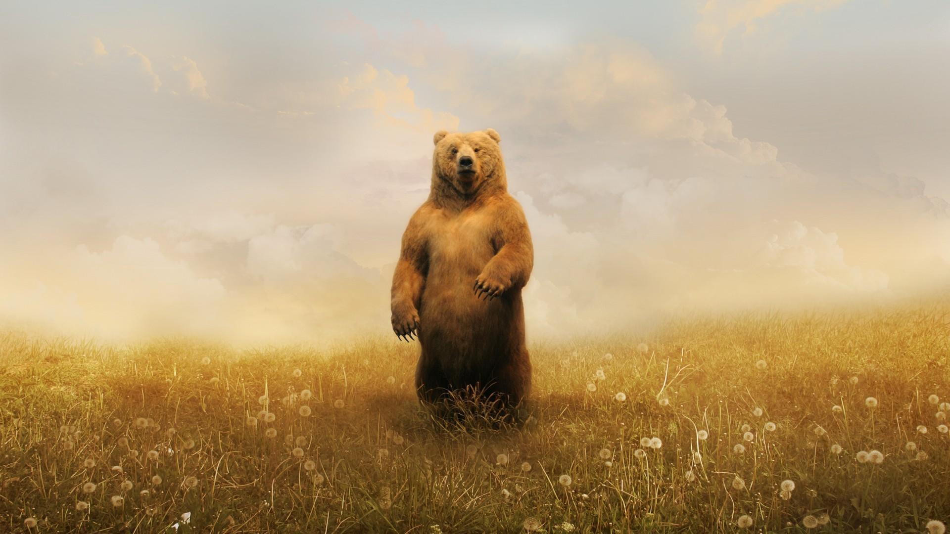 Grizzly Bear Wallpapers