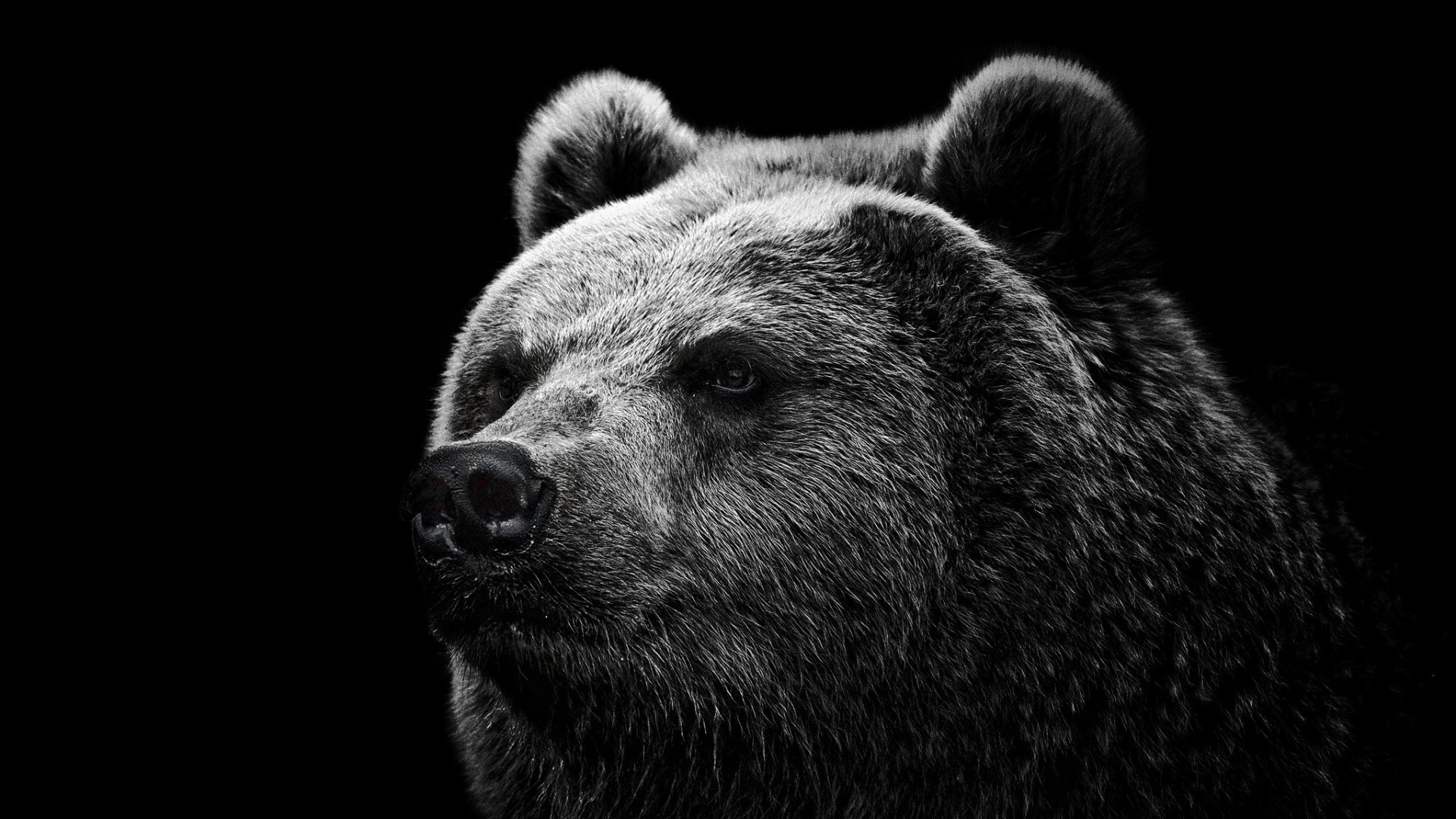 Grizzly Bear Wallpapers