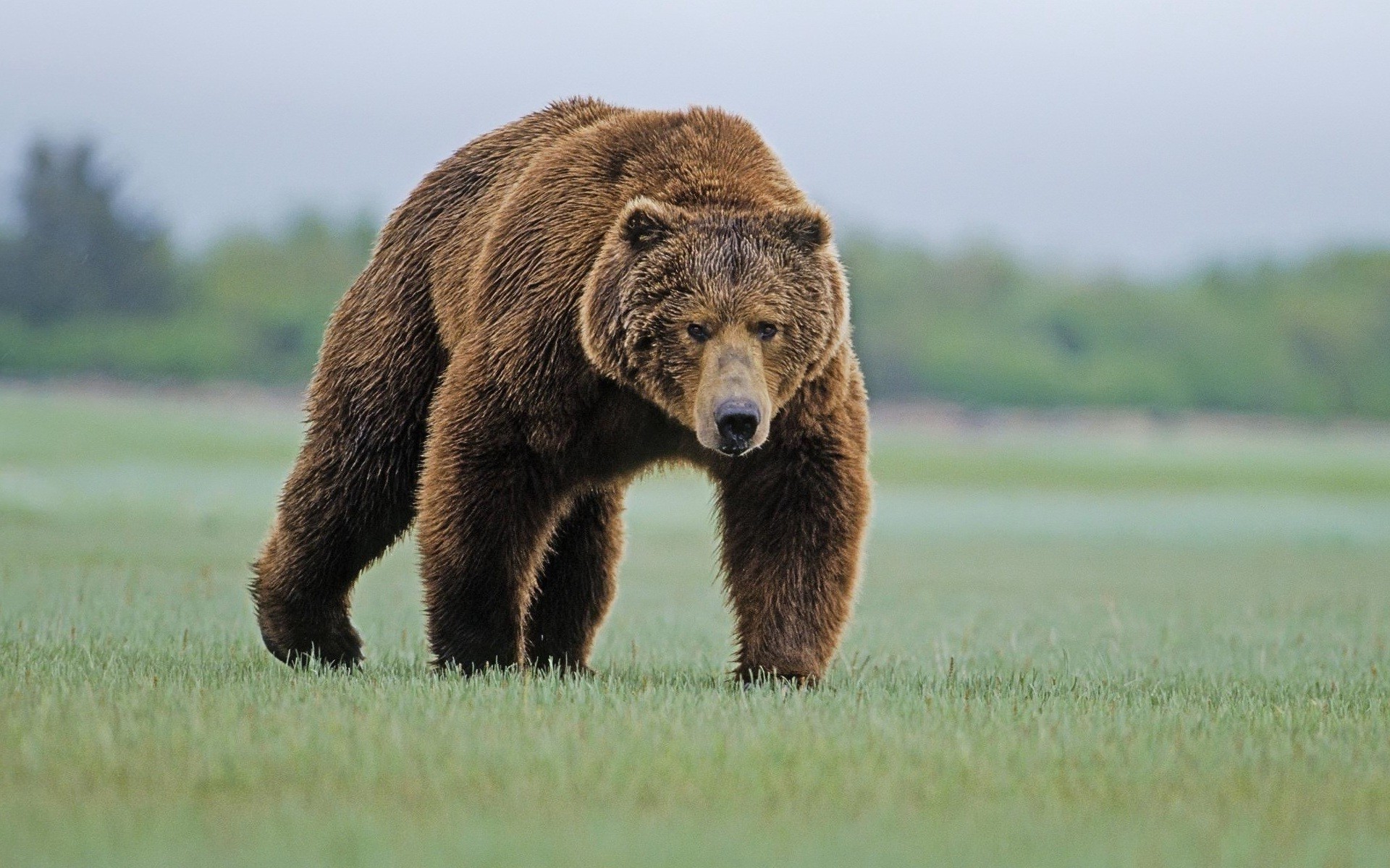 Grizzly Bear Wallpapers