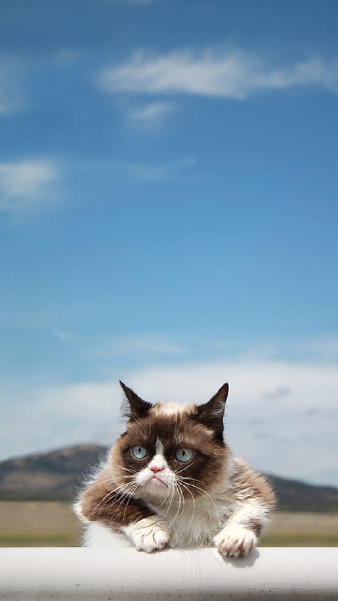 Grumpy Cat Wallpapers