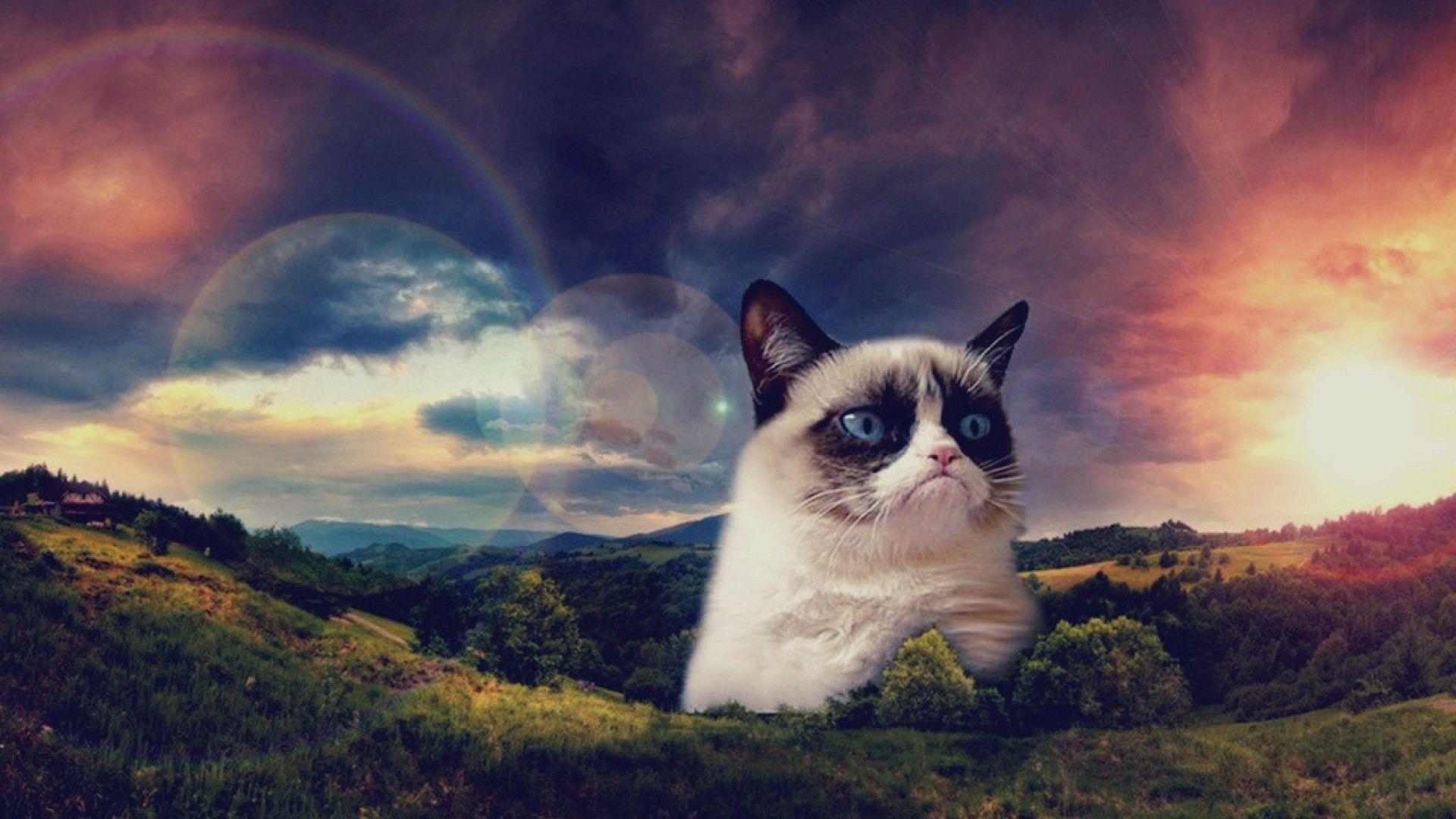 Grumpy Cat Wallpapers