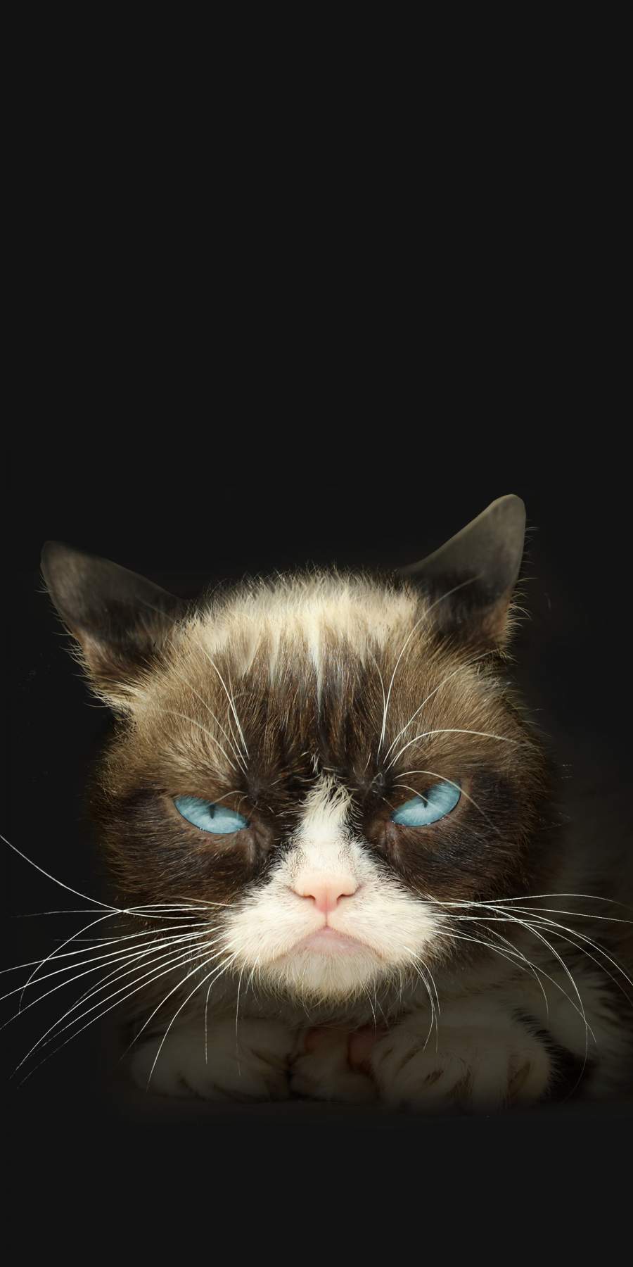 Grumpy Cat Wallpapers