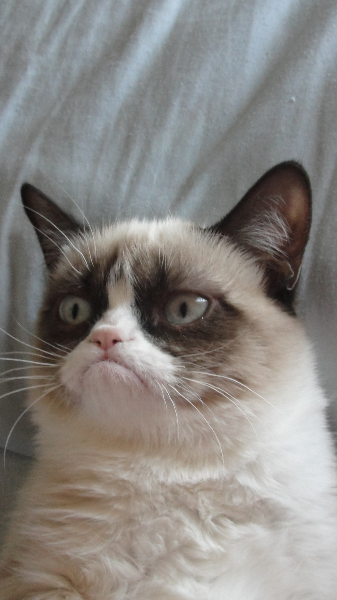 Grumpy Cat Free Wallpapers