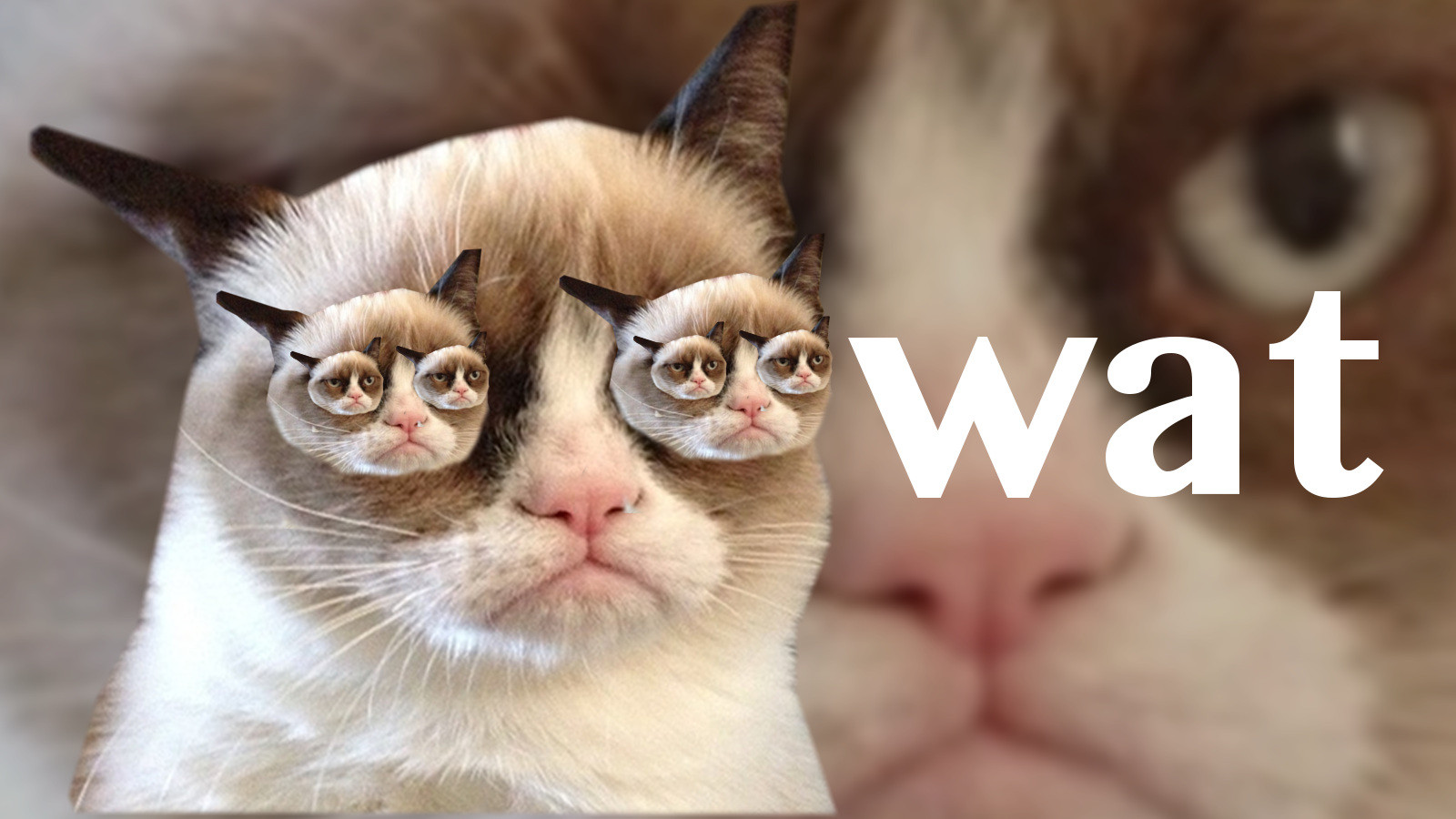 Grumpy Cat Free Wallpapers