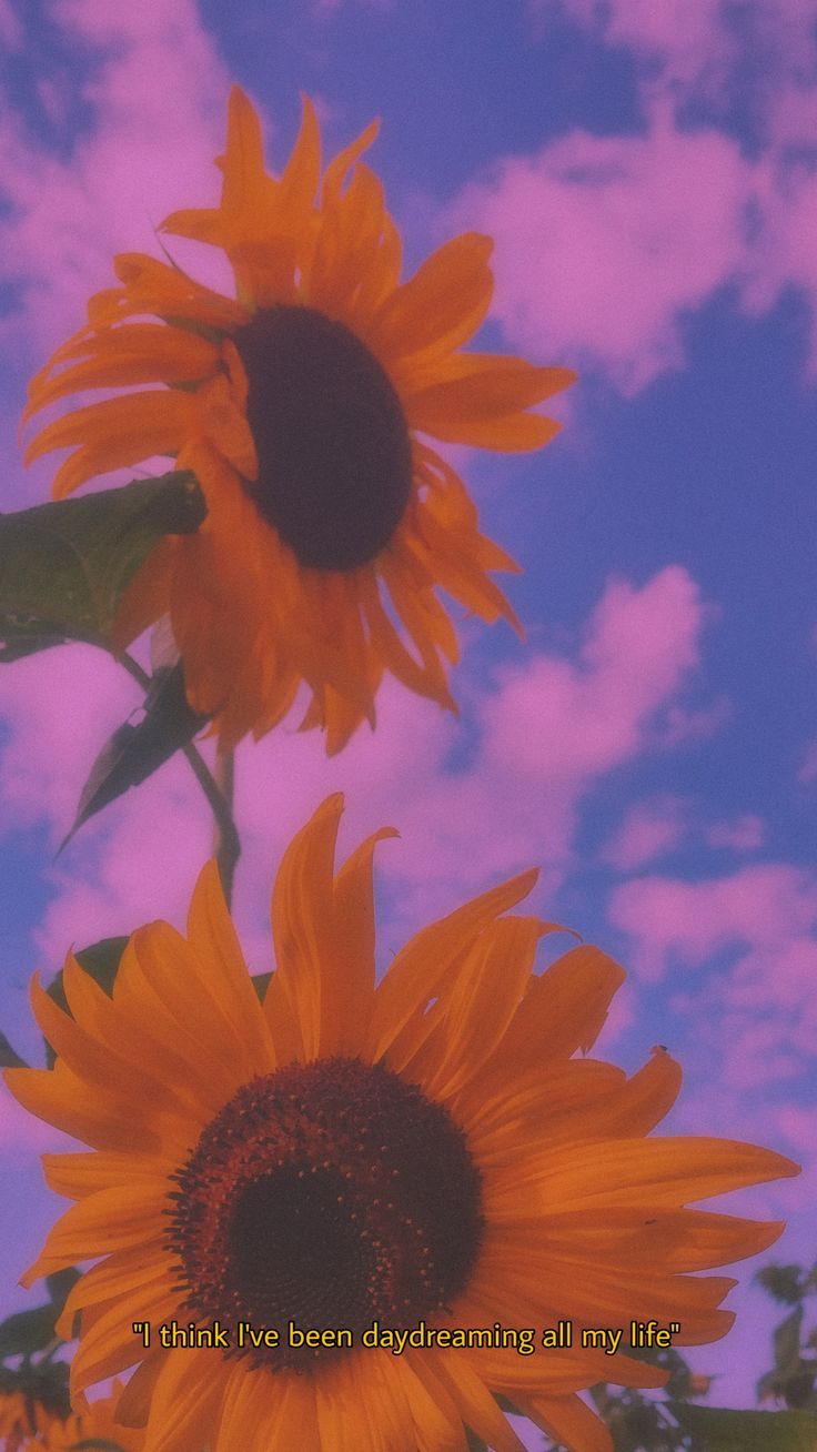 Grunge Sunflower Aesthetic Wallpapers