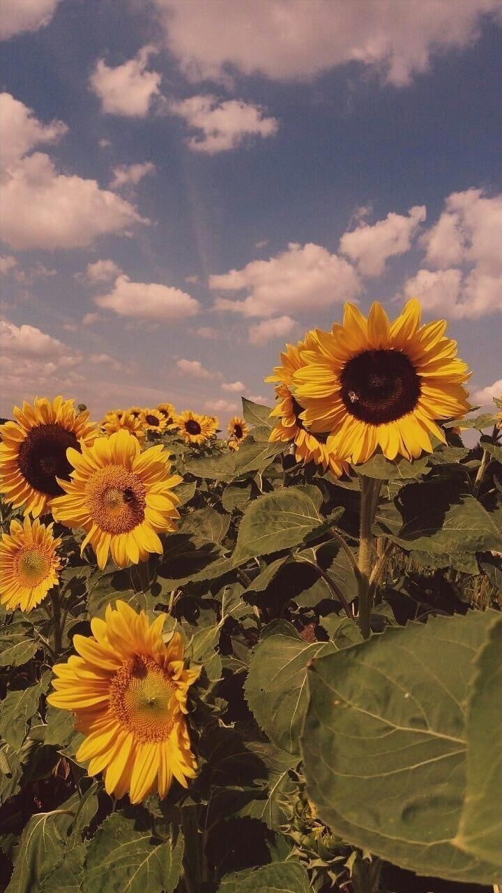 Grunge Sunflower Aesthetic Wallpapers