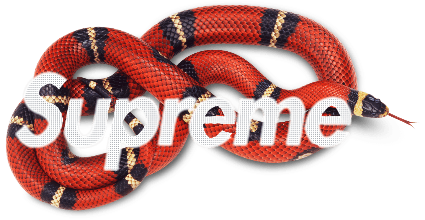 Gucci Logo Snake Wallpapers