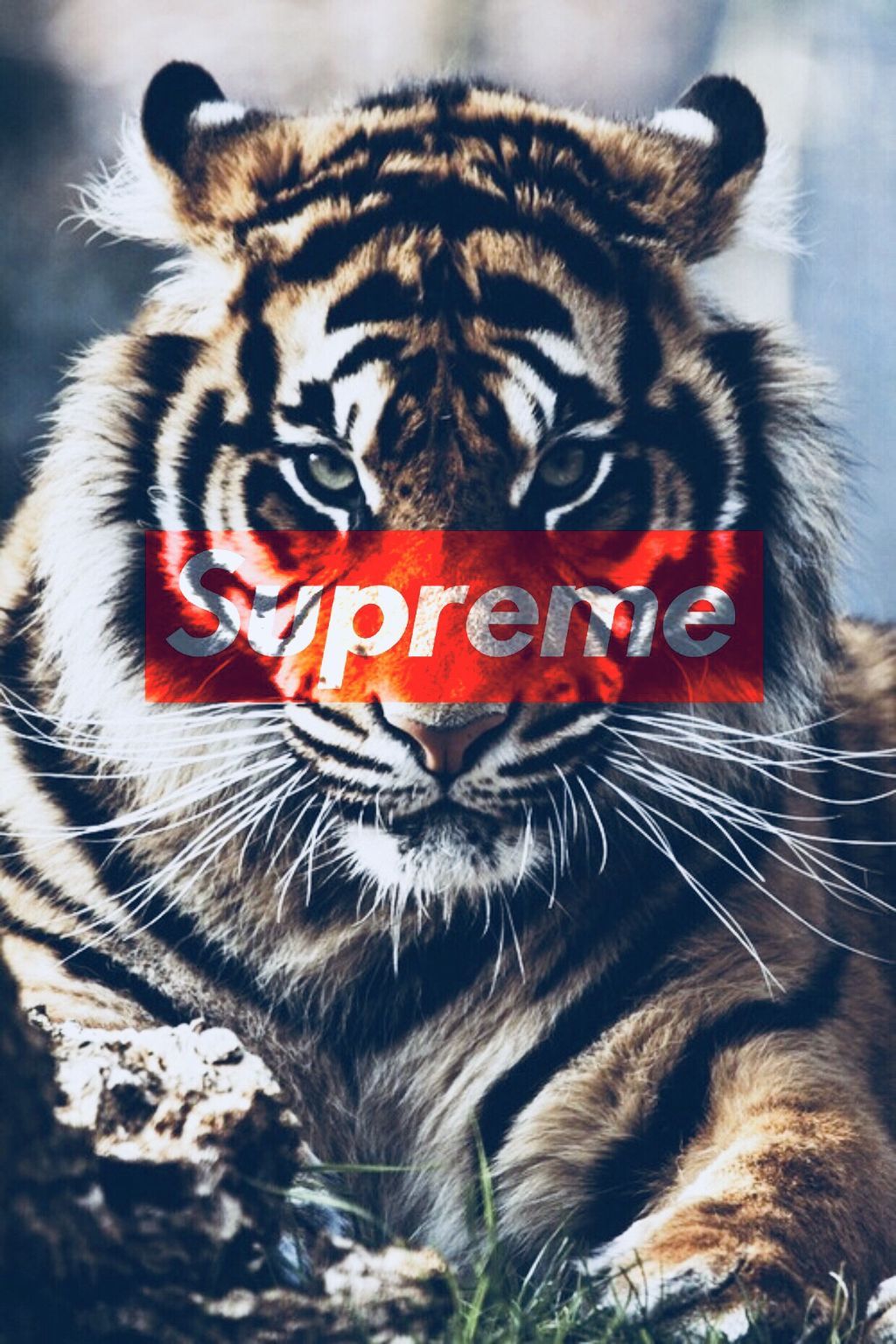 Gucci Tiger Print Wallpapers