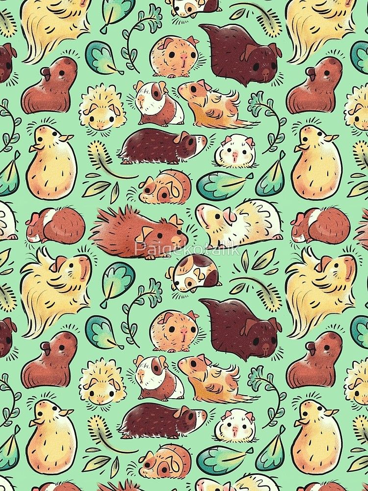 Guinea Pig Iphone Wallpapers