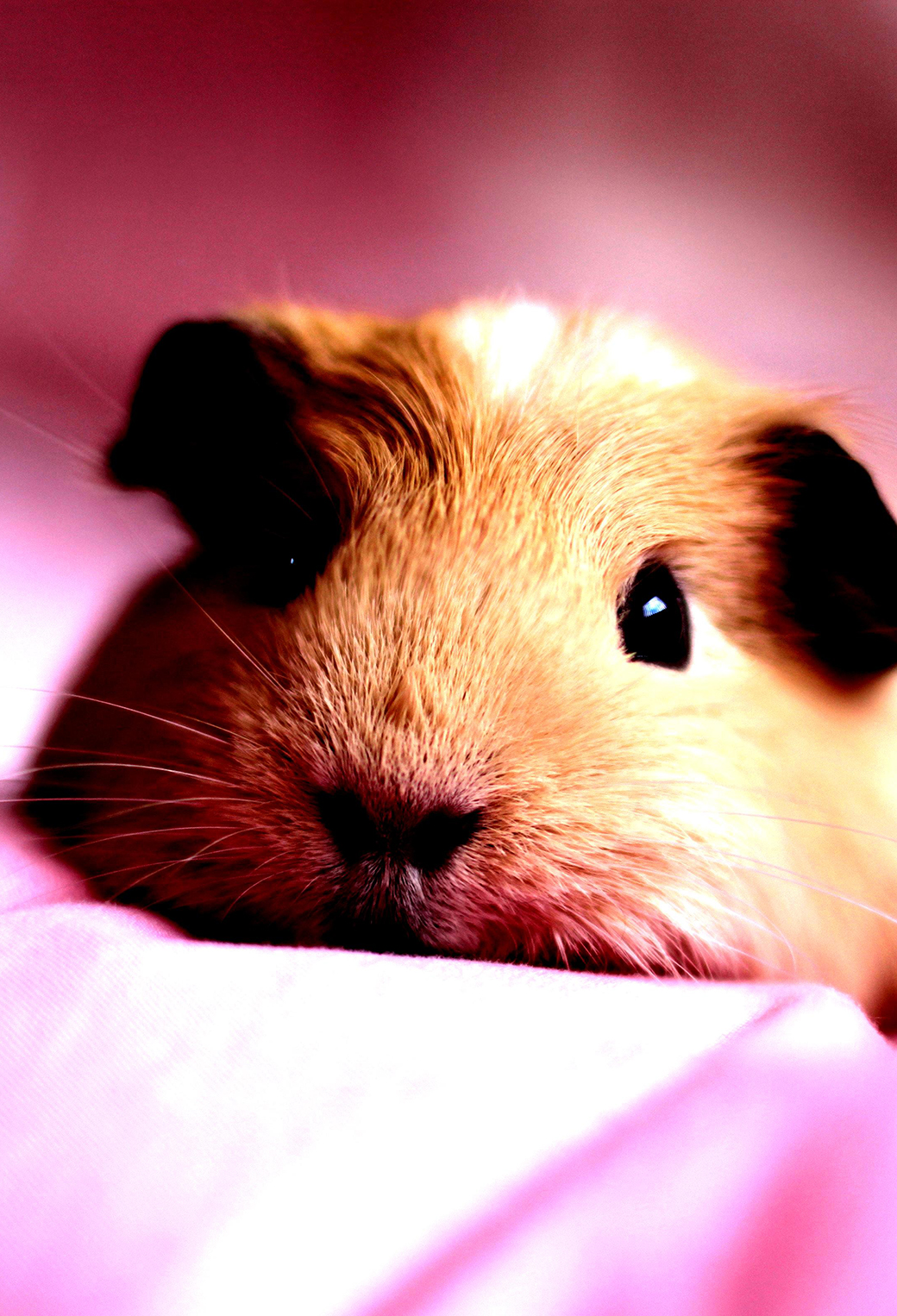 Guinea Pig Iphone Wallpapers