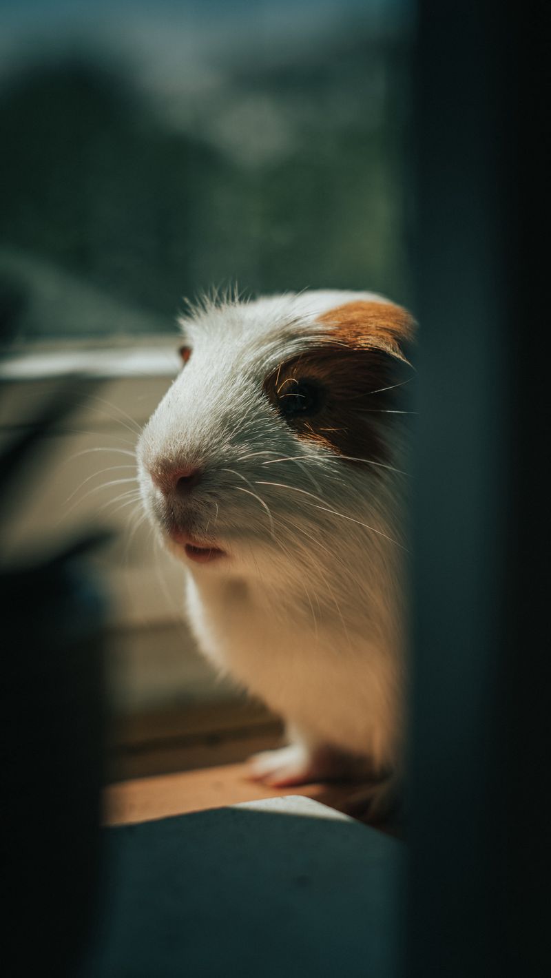 Guinea Pig Iphone Wallpapers