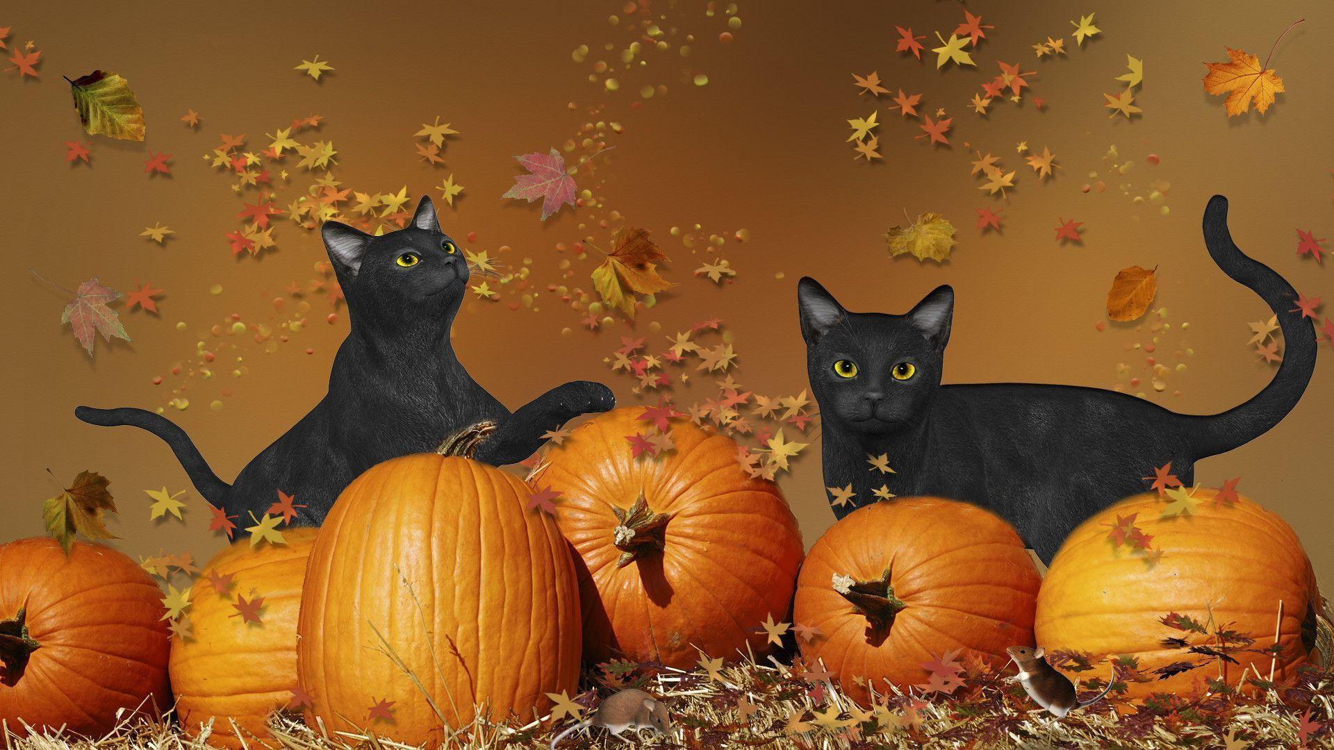 Halloween Cats Wallpapers