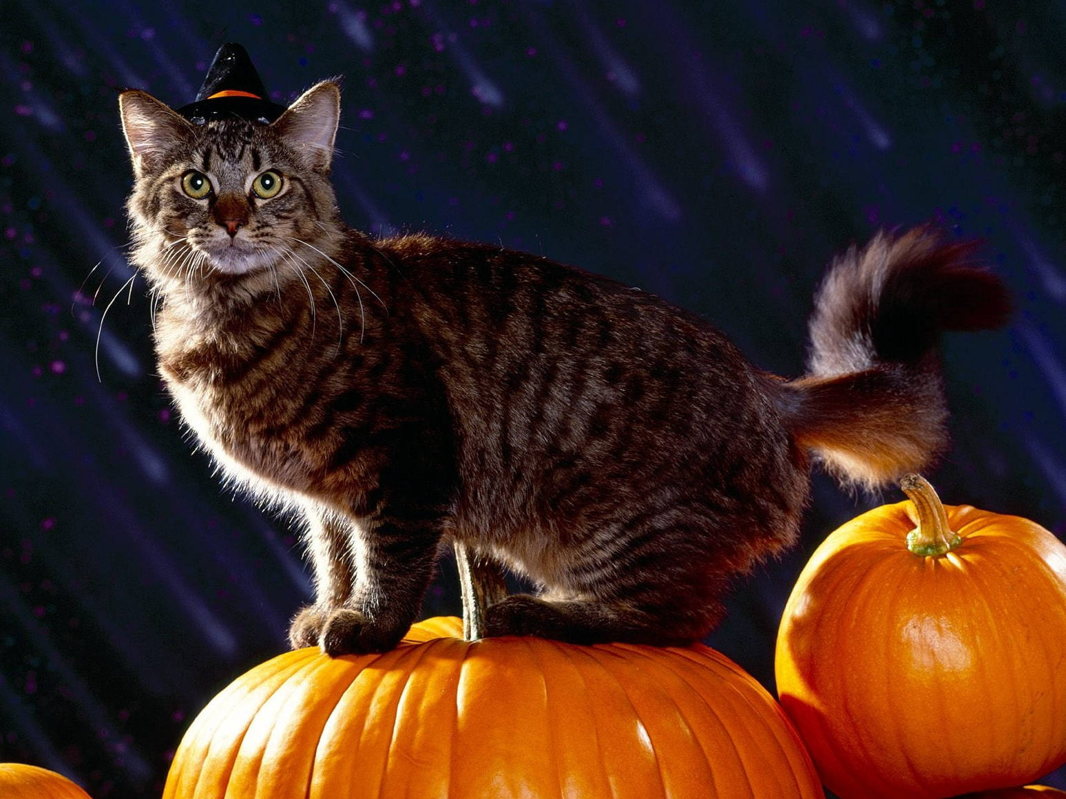 Halloween Cats Wallpapers