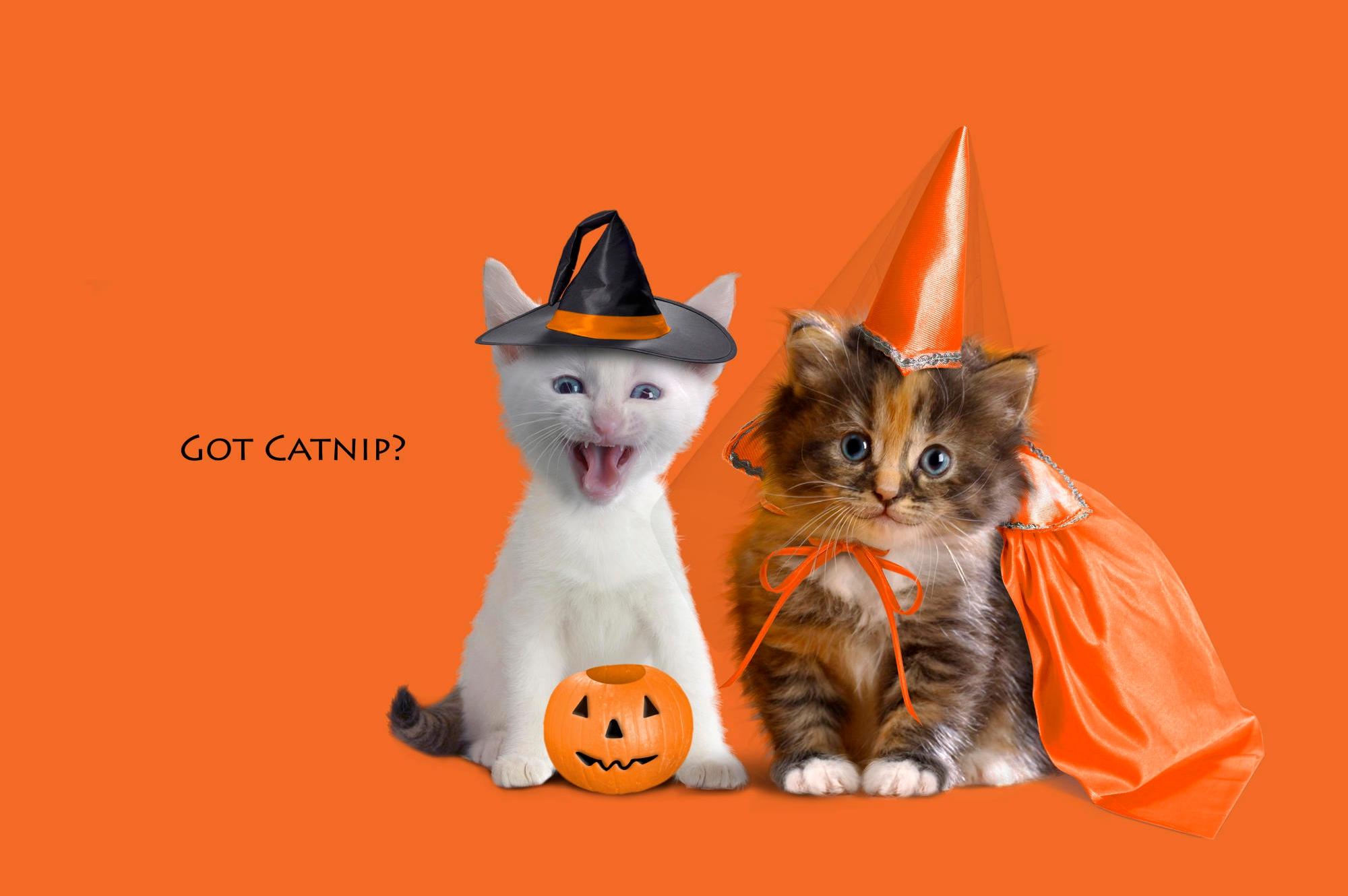 Halloween Cats Wallpapers