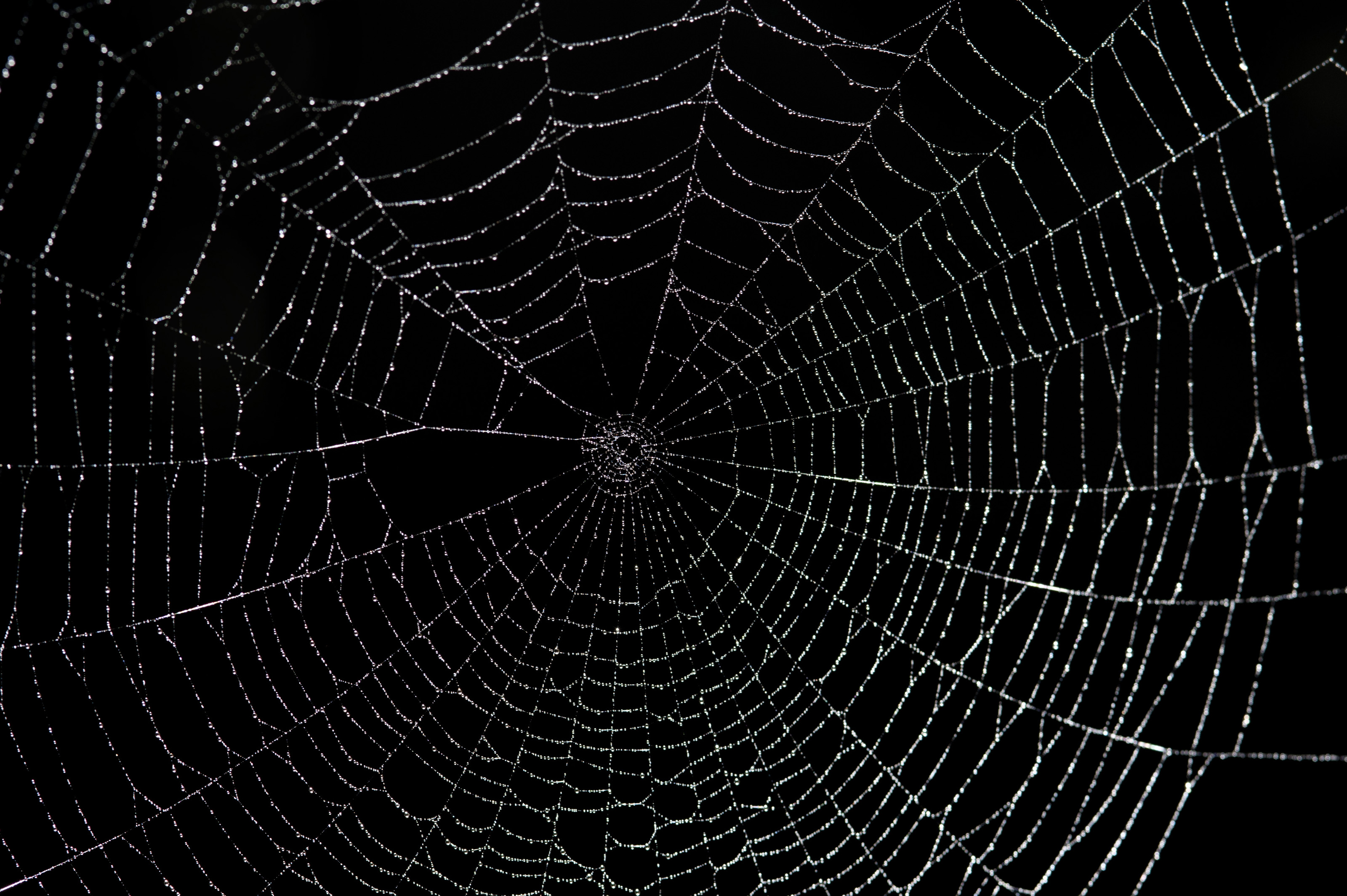 Halloween Spider Web Wallpapers