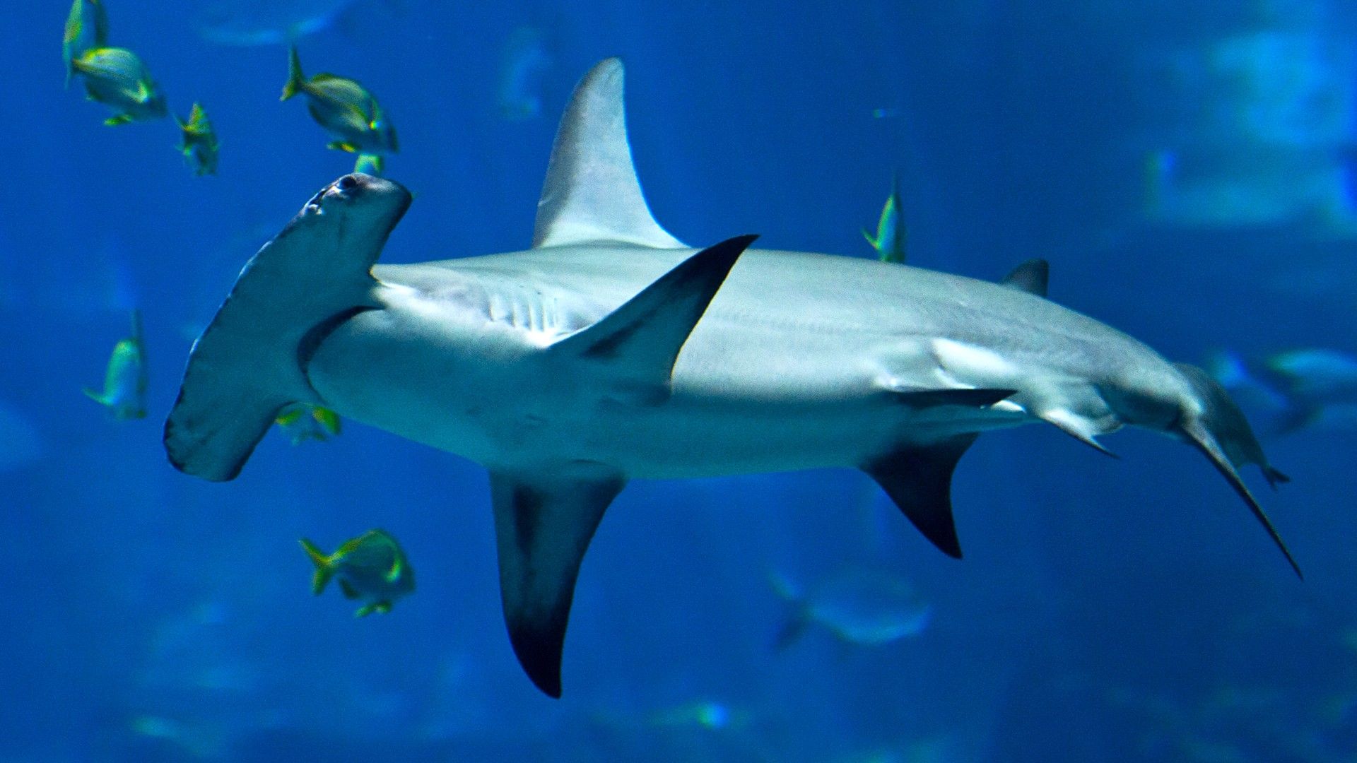 Hammerhead Shark Wallpapers