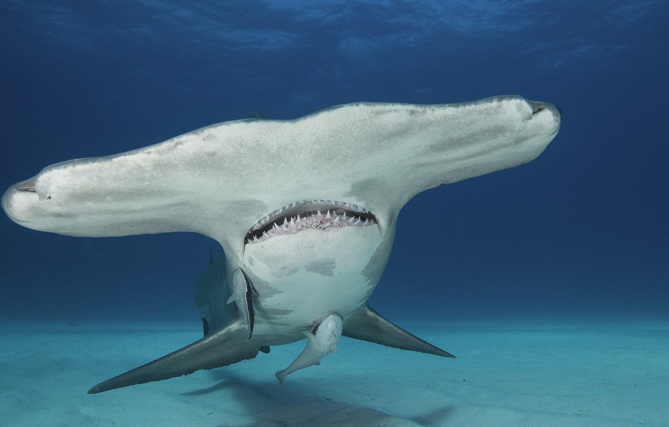 Hammerhead Shark Wallpapers