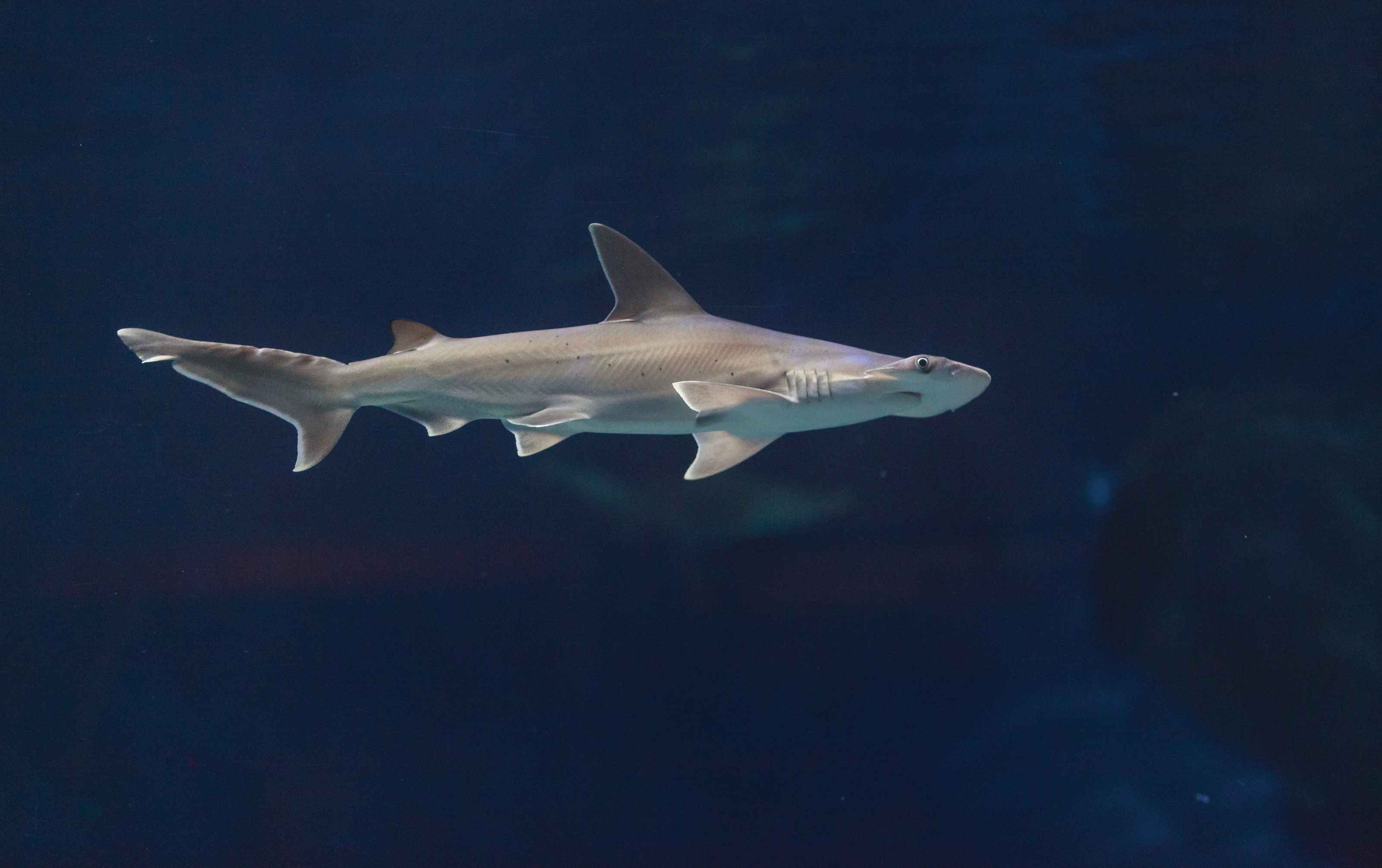 Hammerhead Shark Wallpapers