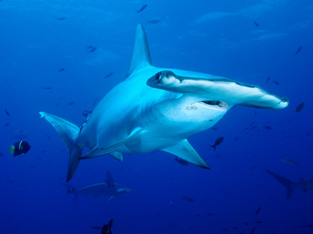 Hammerhead Shark Wallpapers