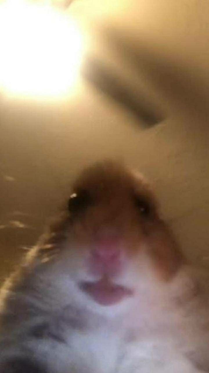 Hamster Meme Picture Wallpapers