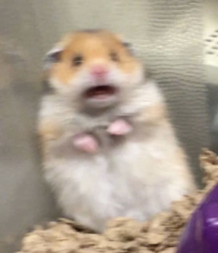 Hamster Meme Picture Wallpapers