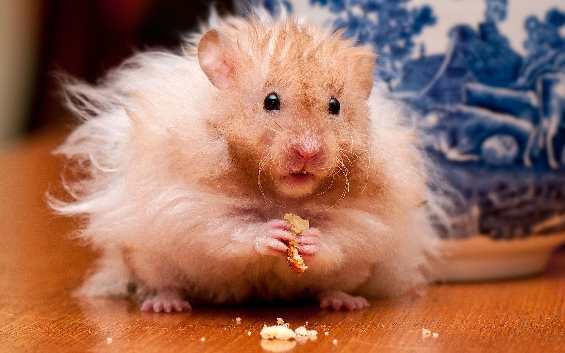 Hamster Meme Picture Wallpapers