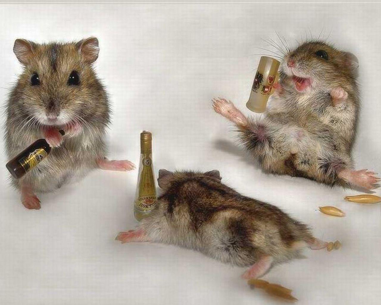 Hamster Meme Picture Wallpapers