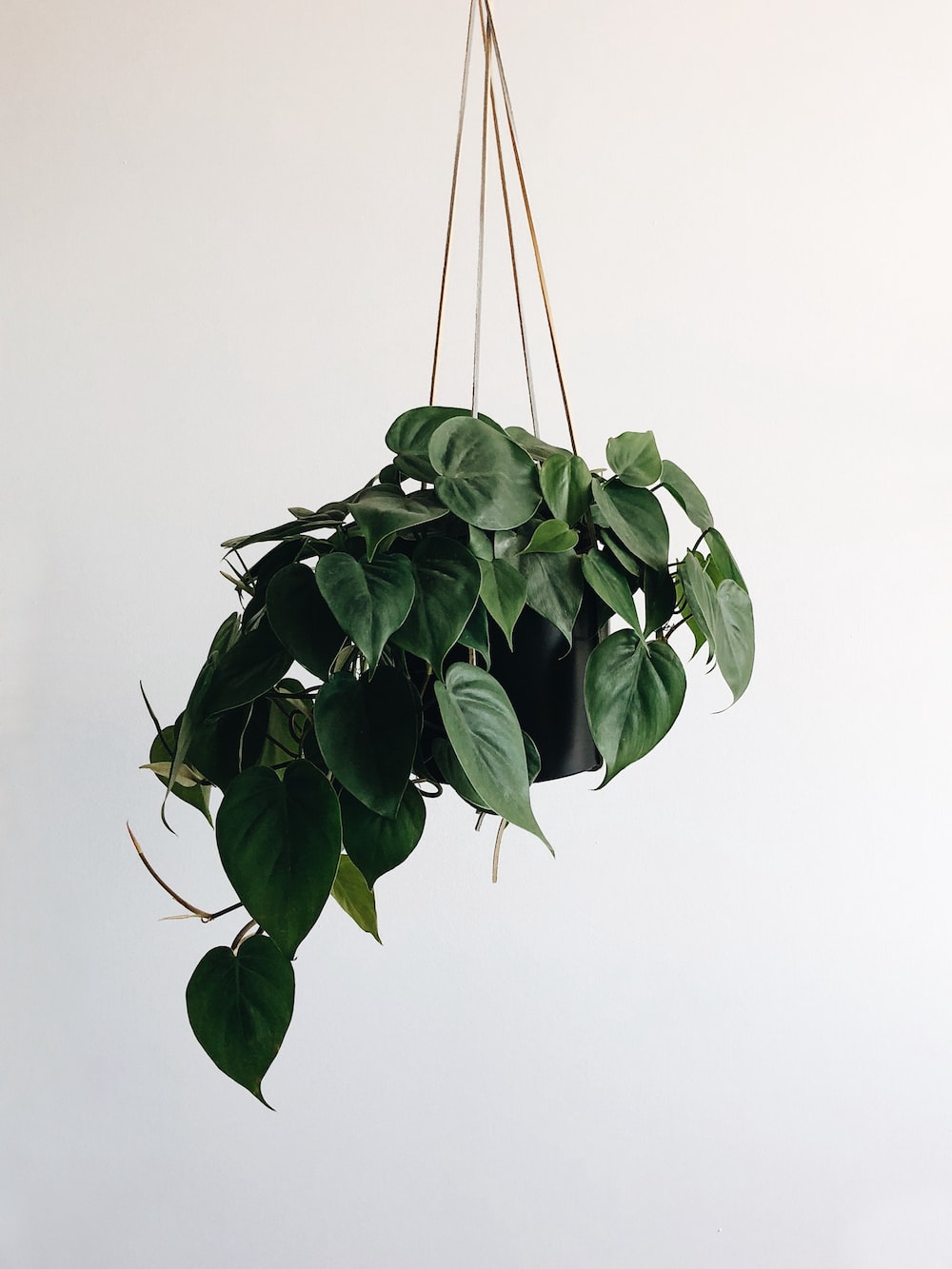 Hanging Plant Wallpapers