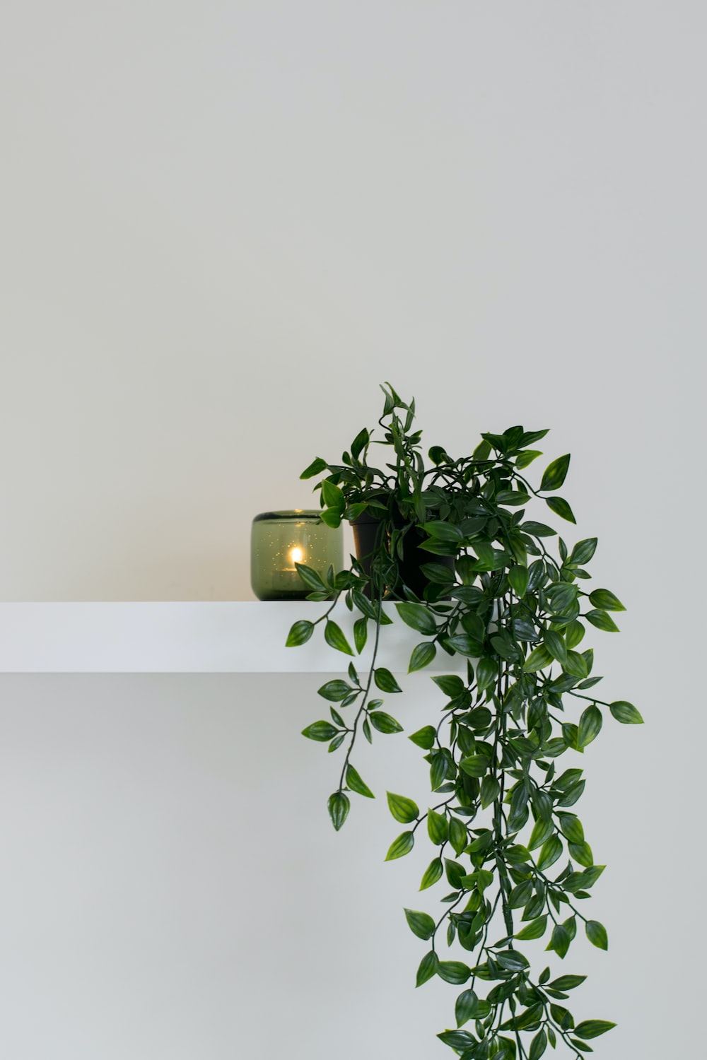 Hanging Plant Wallpapers