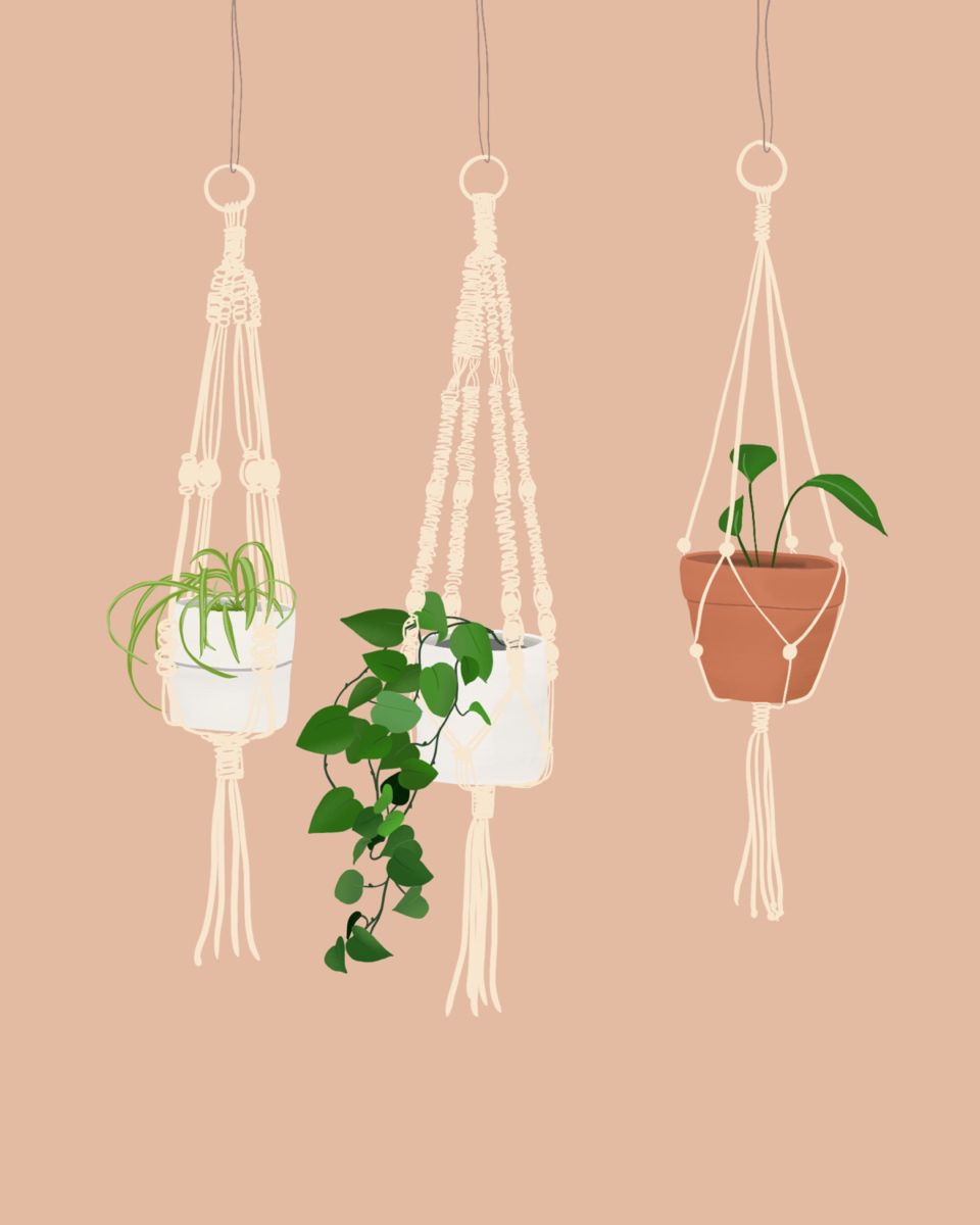 Hanging Plant Wallpapers