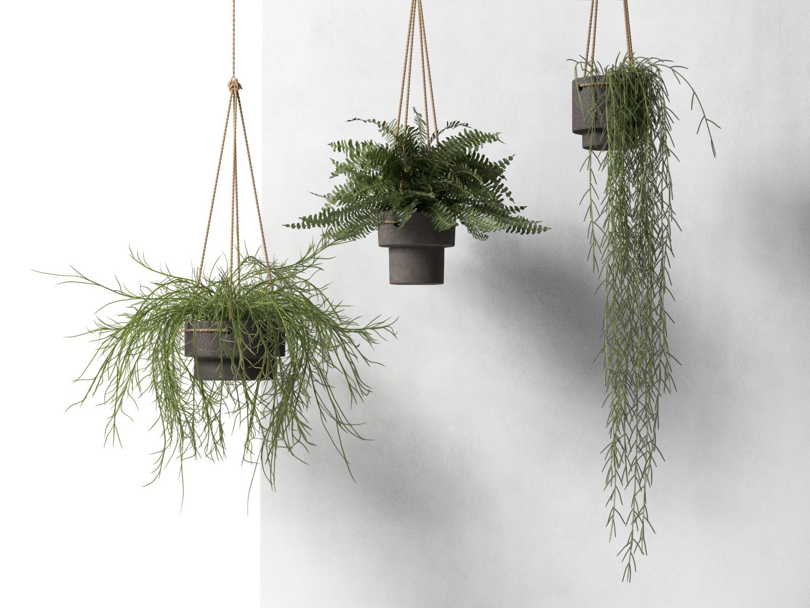 Hanging Plant Wallpapers