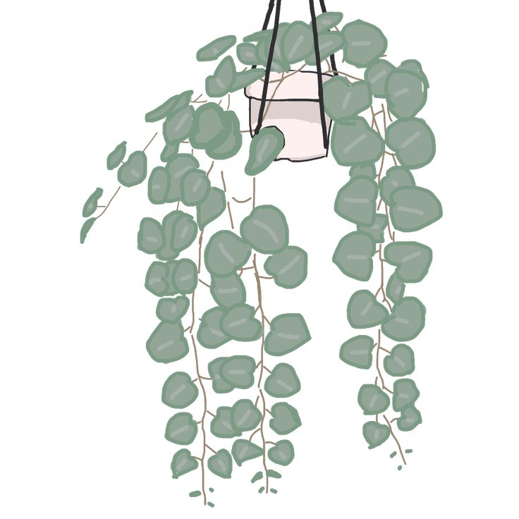 Hanging Plant Wallpapers