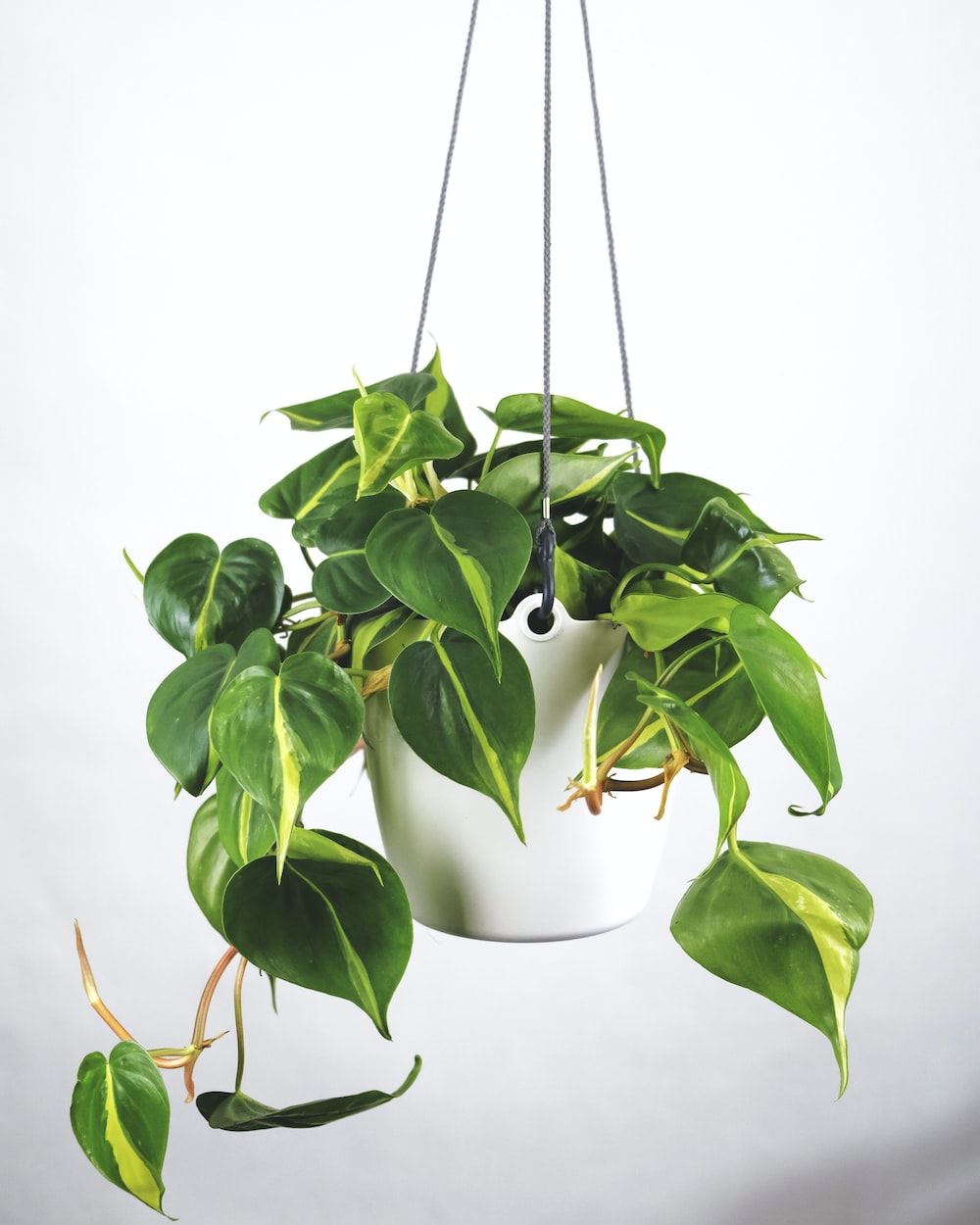 Hanging Plant Wallpapers