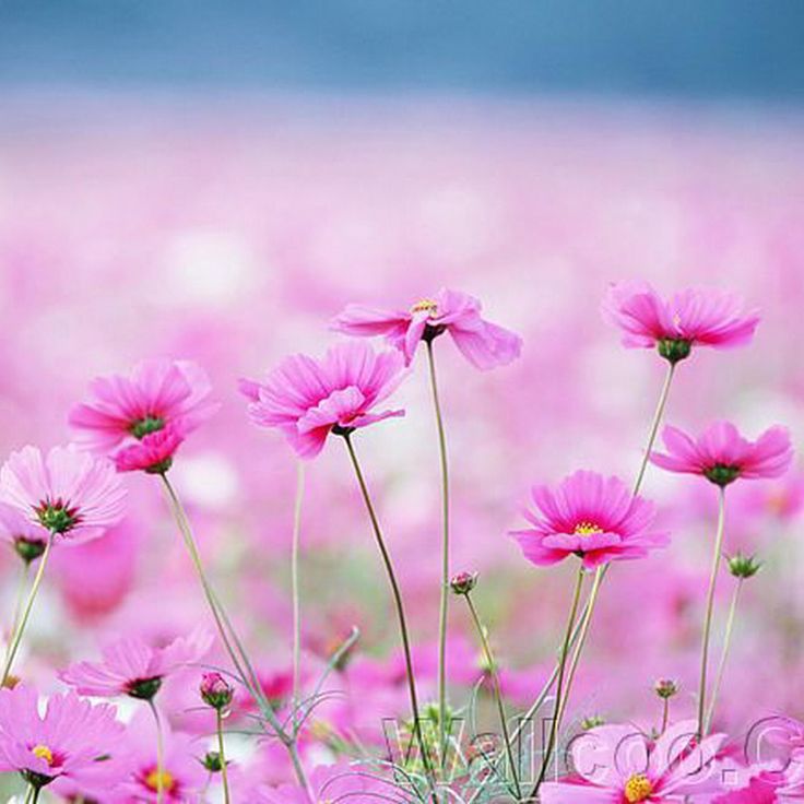 Happy Flowers Images Wallpapers